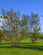 100-0039_aa.jpg